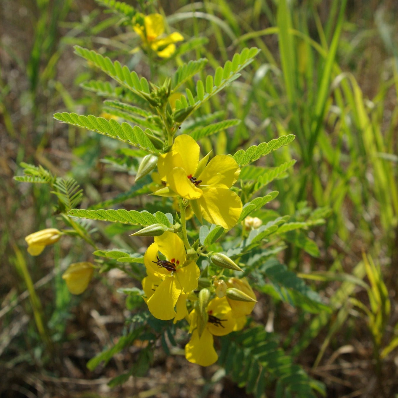 Partridge Pea