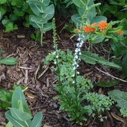 Pale Spiked Lobelia