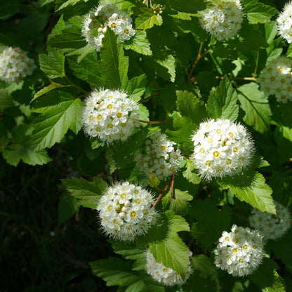 Prairie Ninebark