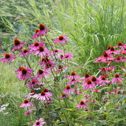 Purple Coneflower