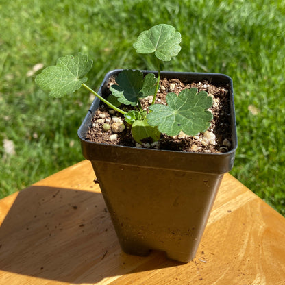 Purple Poppy Mallow