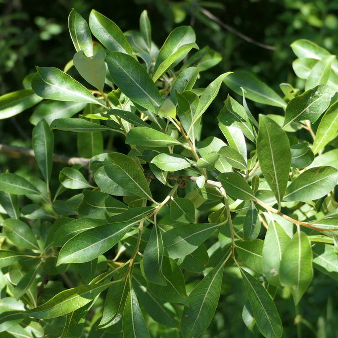 Pussy Willow