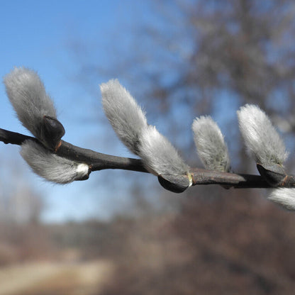 Pussy Willow