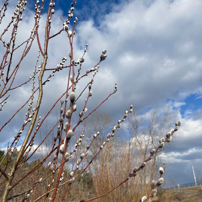 Pussy Willow