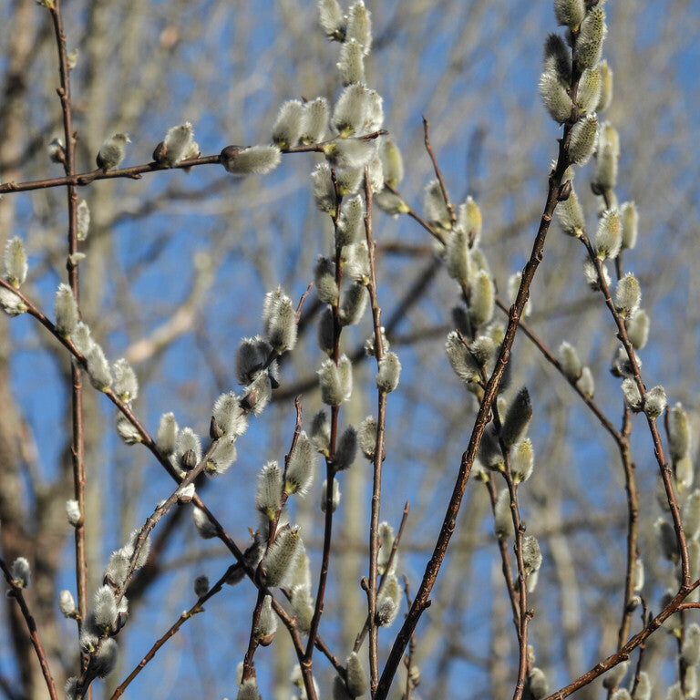 Pussy Willow