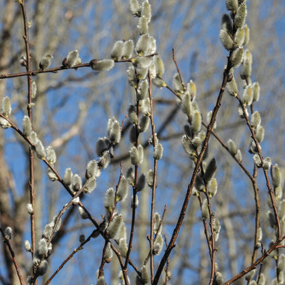 Pussy Willow