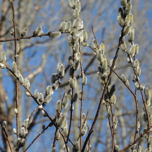 Pussy Willow