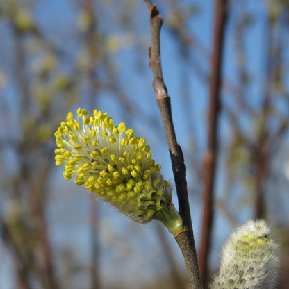 Pussy Willow