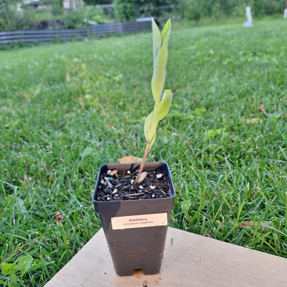 Rattlebox