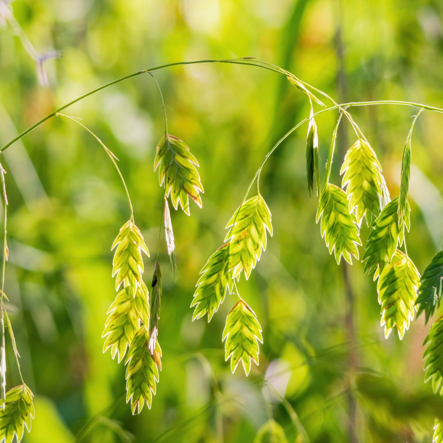 River Oats