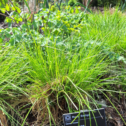 Curly-styled Wood Sedge