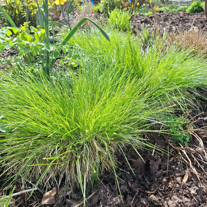 Curly-styled Wood Sedge