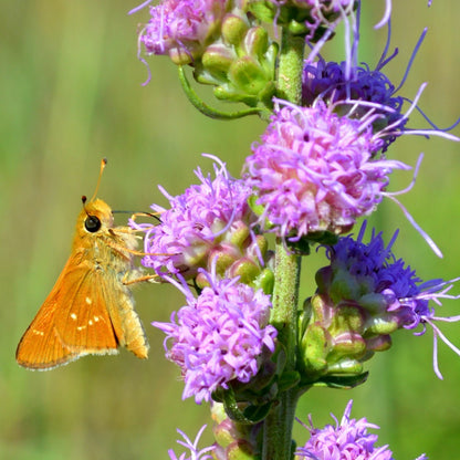 Rough Blazing Star