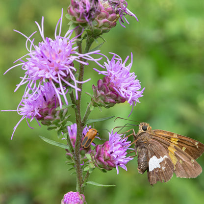 Rough Blazing Star