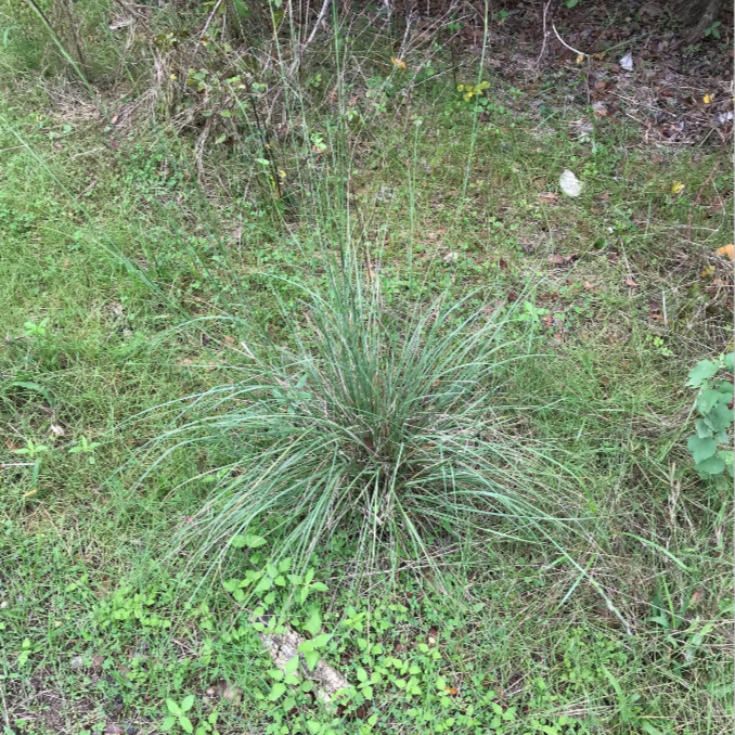 Rough Dropseed