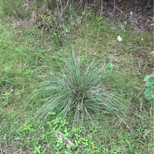 Rough Dropseed