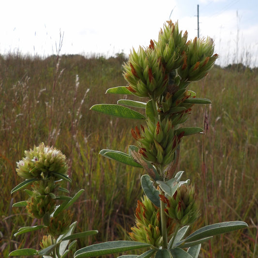Round-headed Bush Clover