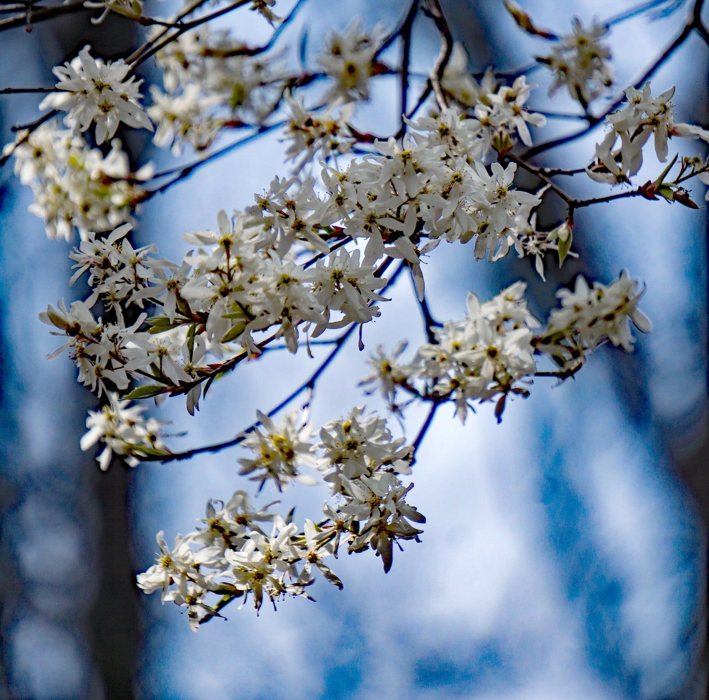 Alleghany Serviceberry