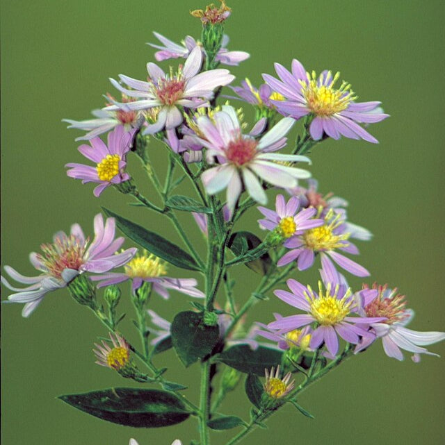 Short's Aster