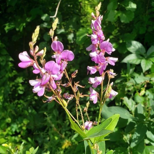 Showy Tick Trefoil