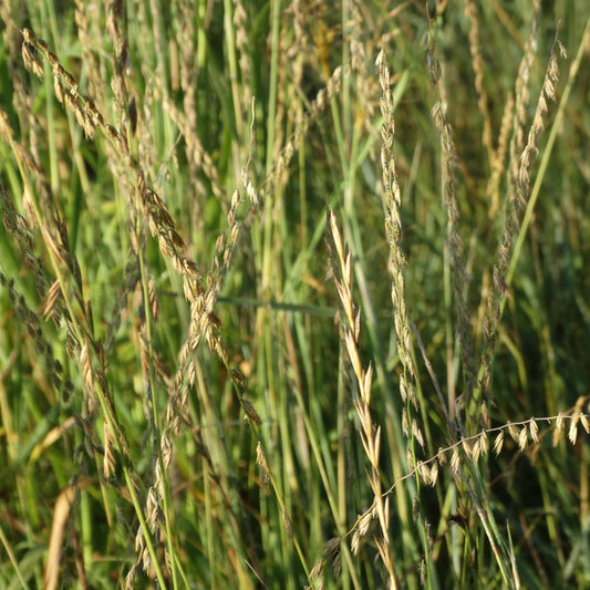 Side-oats Grama