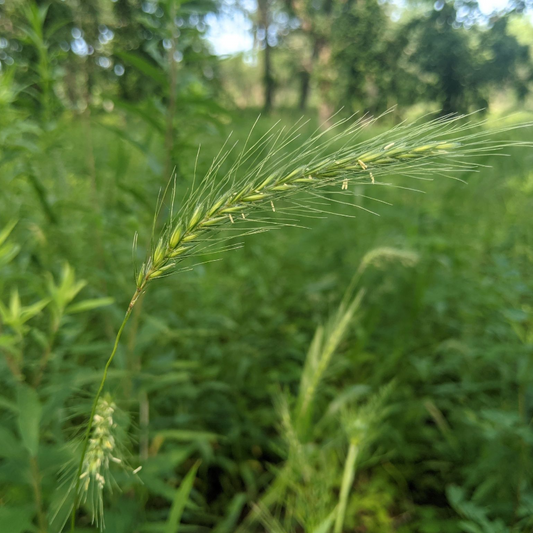Silky Wild Rye