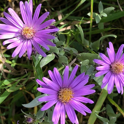 Three purple flowers with green leaves on a natural background