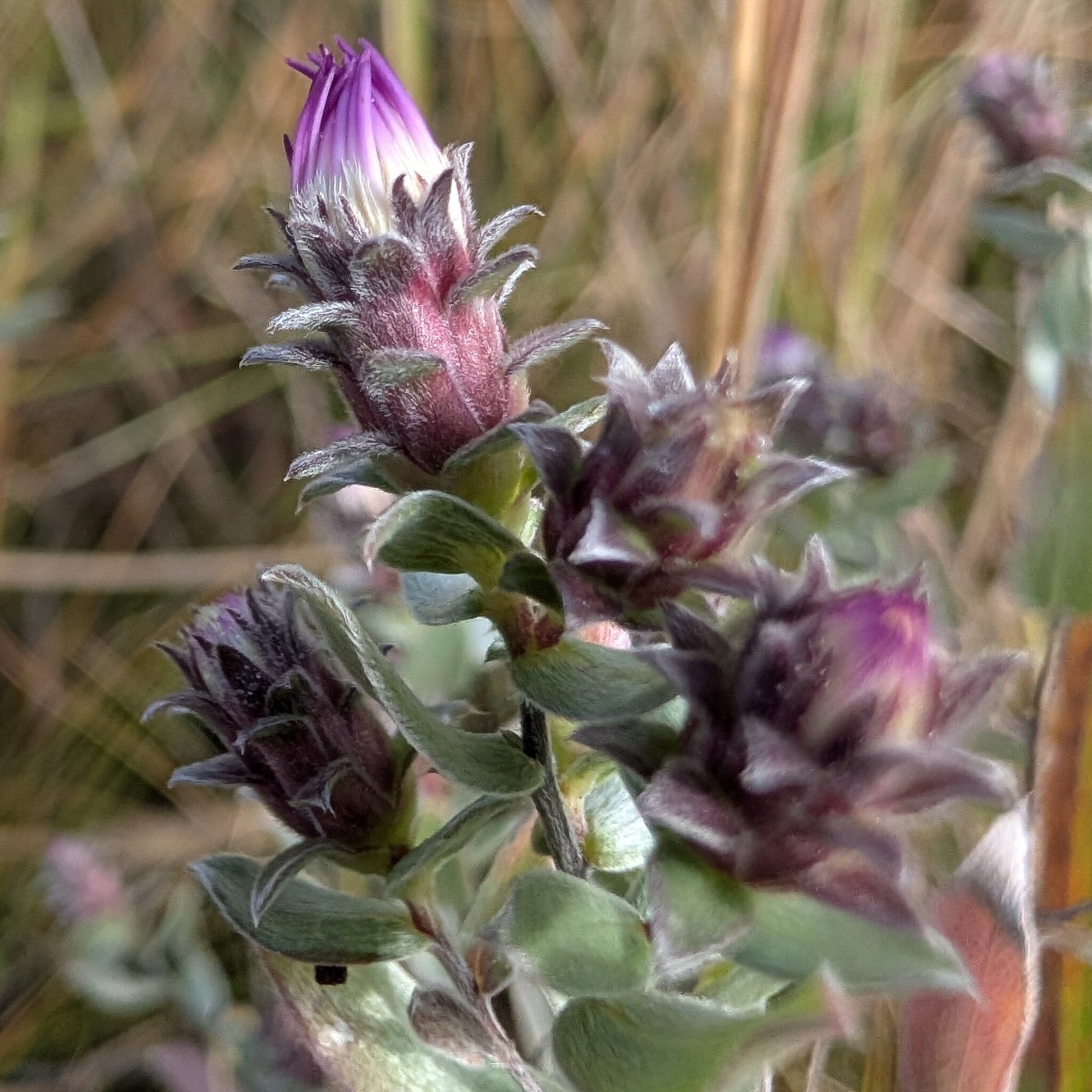 Close-up of a plant with purple buds and green leaves against a blurred natural background