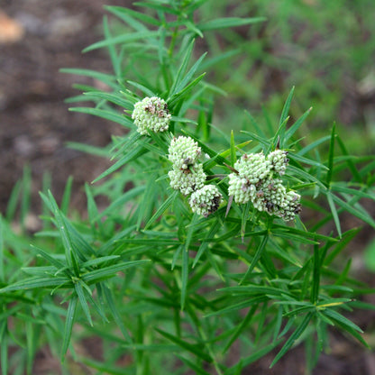 Slender Mountain Mint