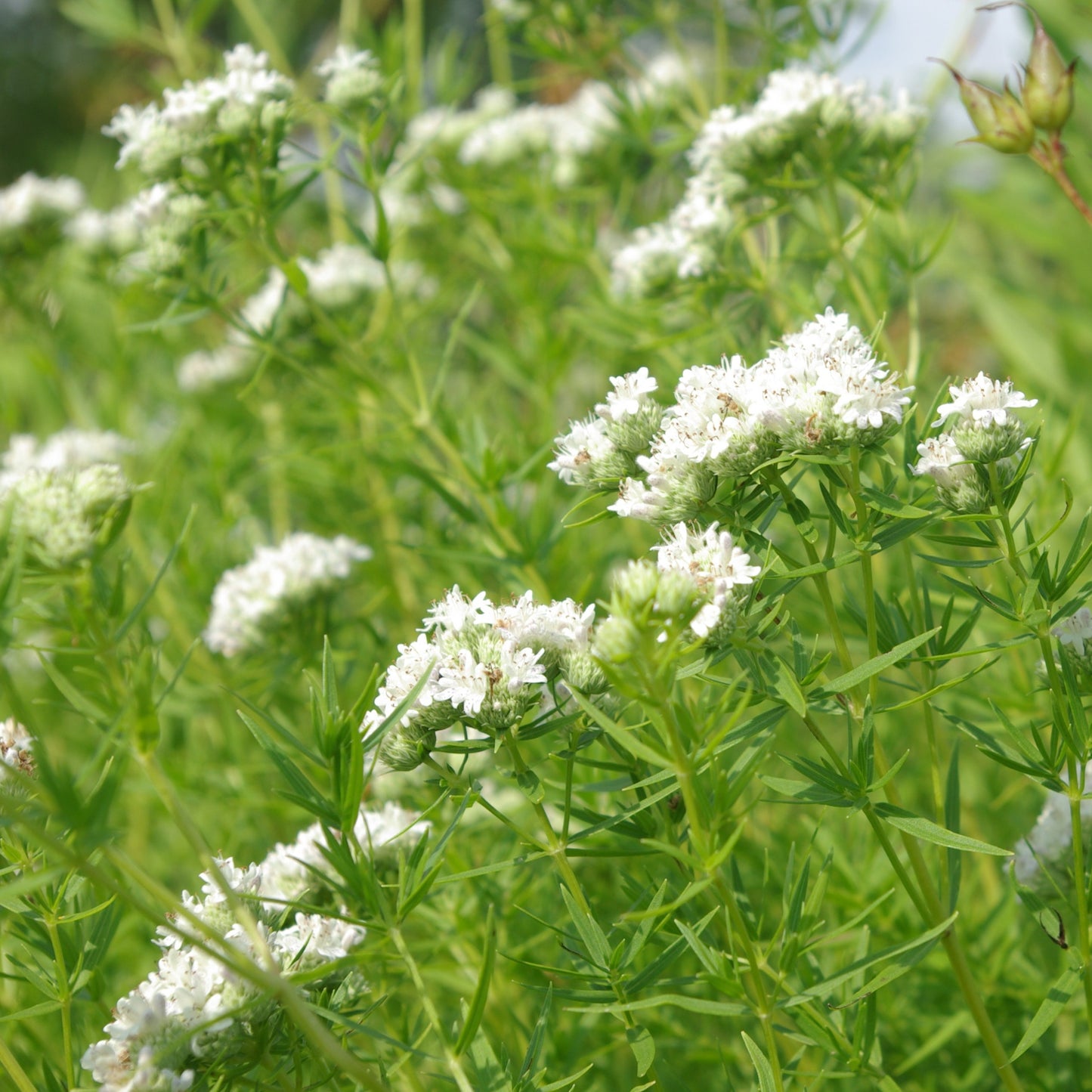 Slender Mountain Mint