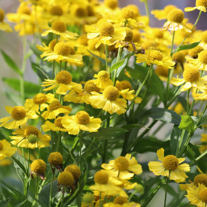 Sneezeweed