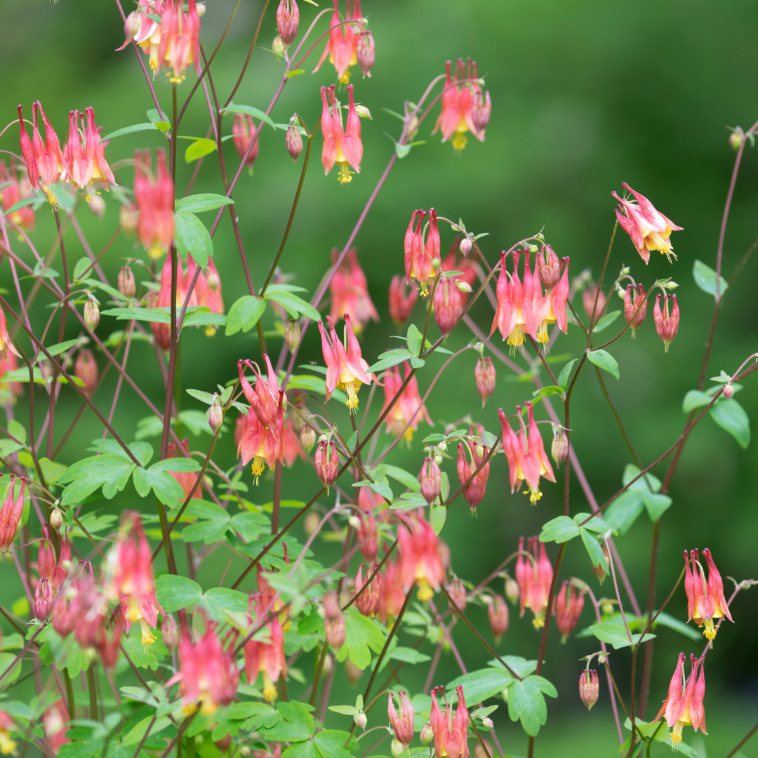 Columbine