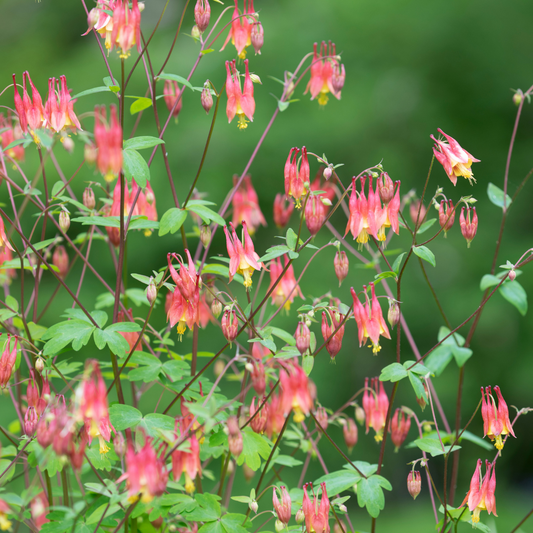 Columbine
