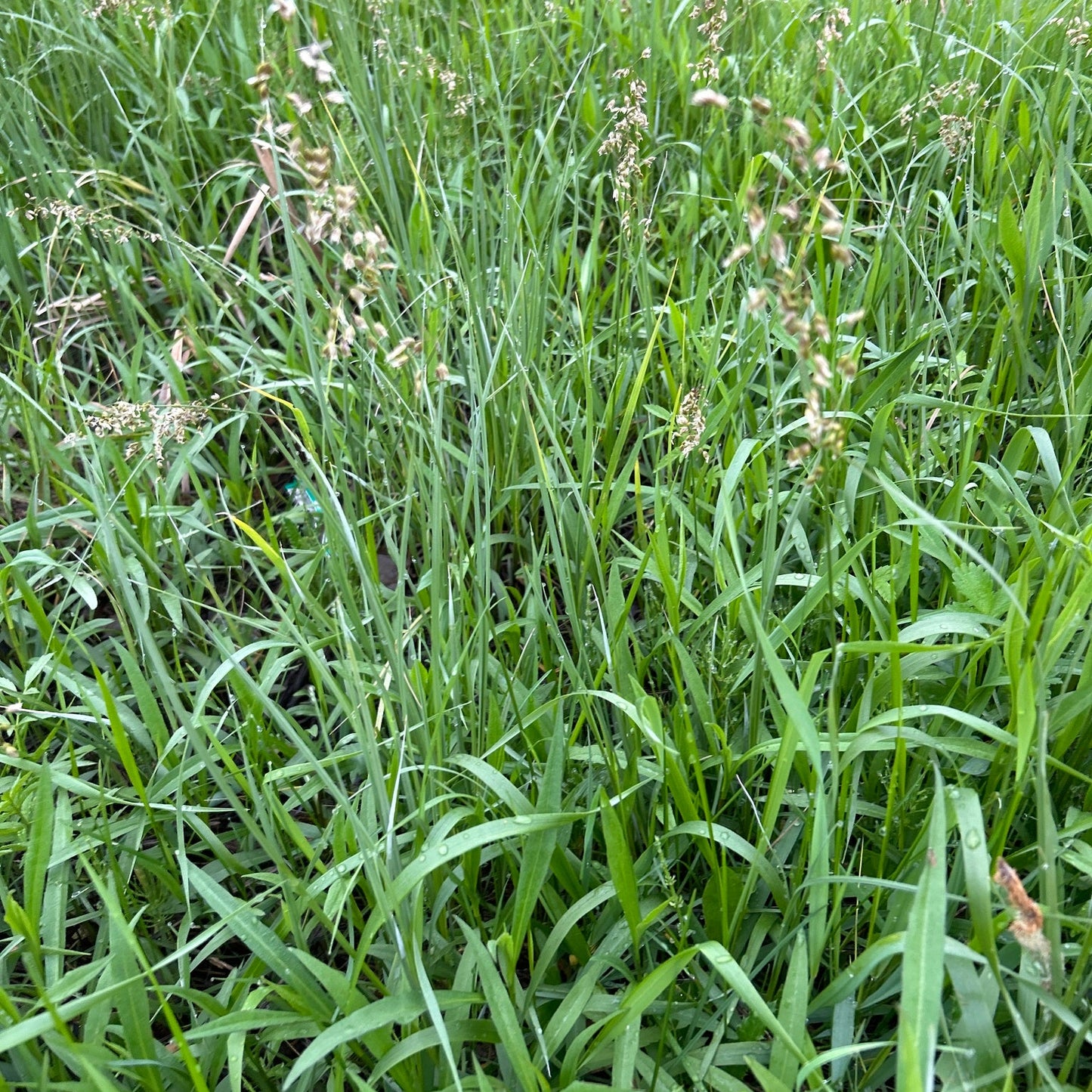 Sweet Grass