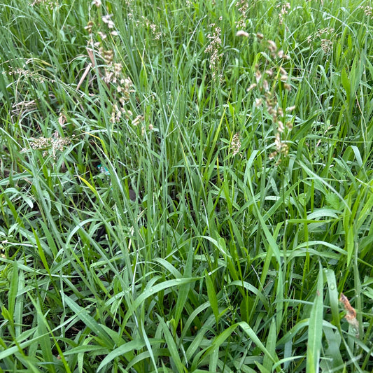 Sweet Grass