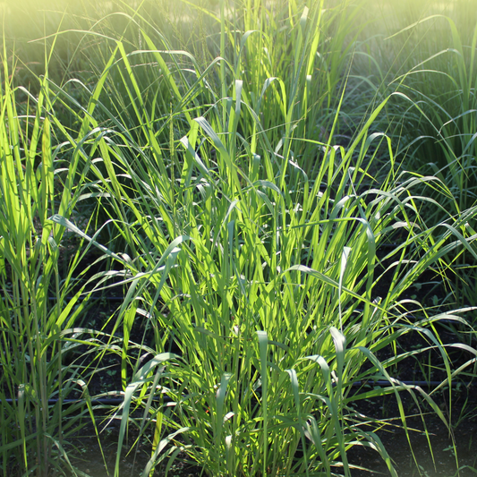 Switchgrass