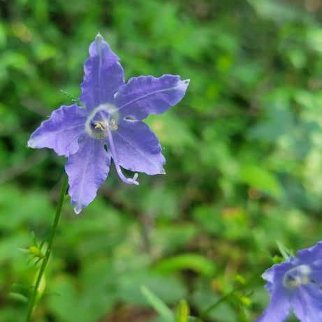 Tall Bellflower