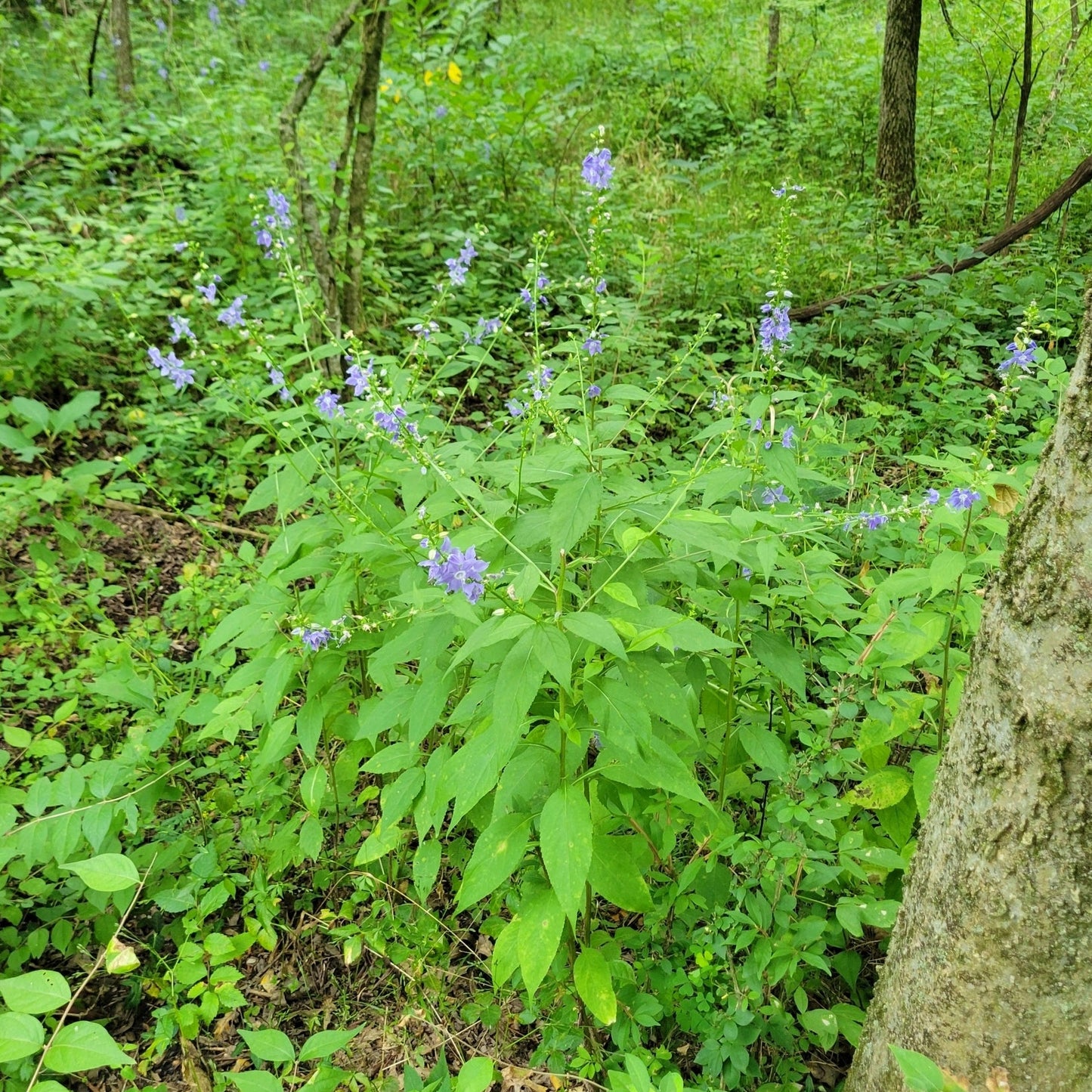 Tall Bellflower