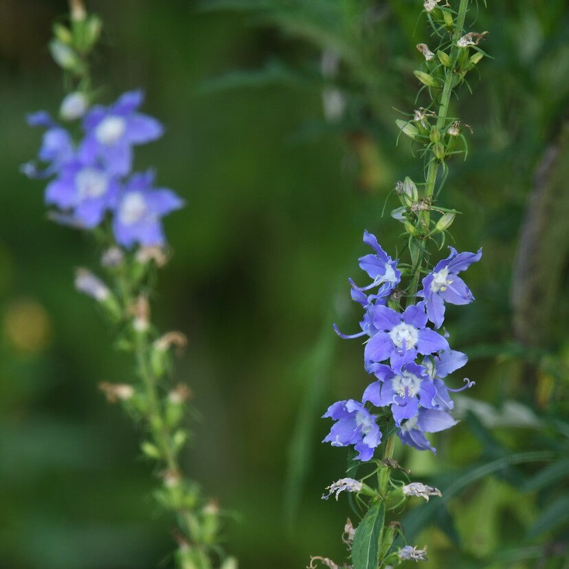 Tall Bellflower