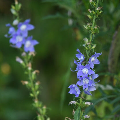 Tall Bellflower