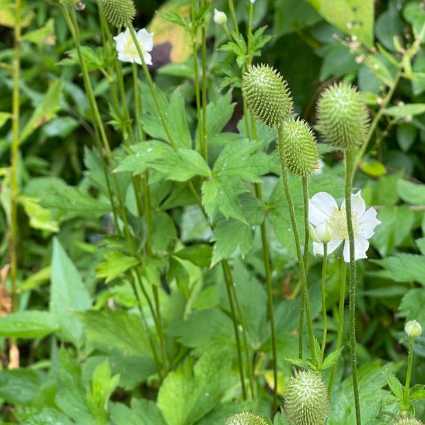 Tall Thimbleweed