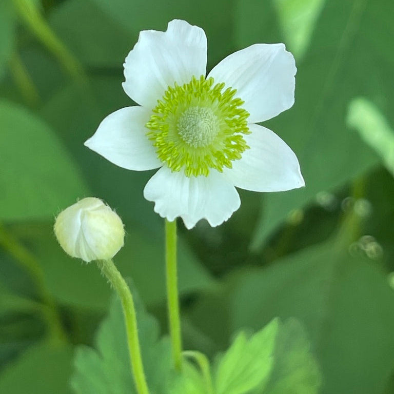 Tall Thimbleweed