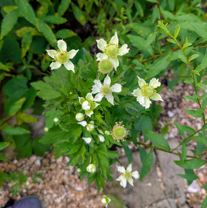 Tall Thimbleweed
