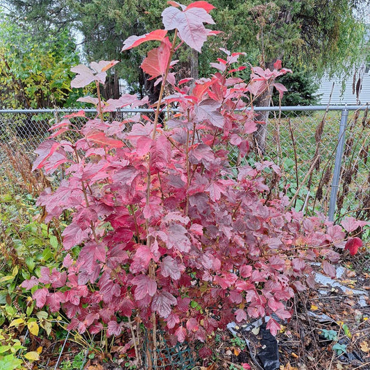 American Cranberry Bush