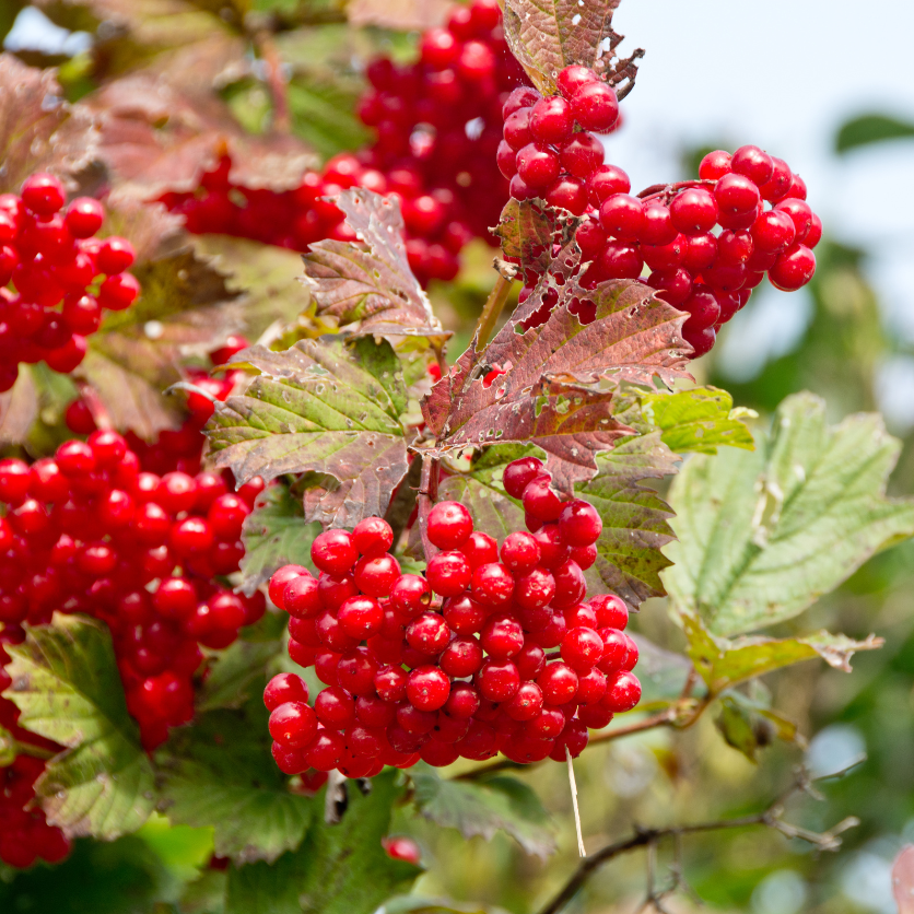 American Cranberry Bush