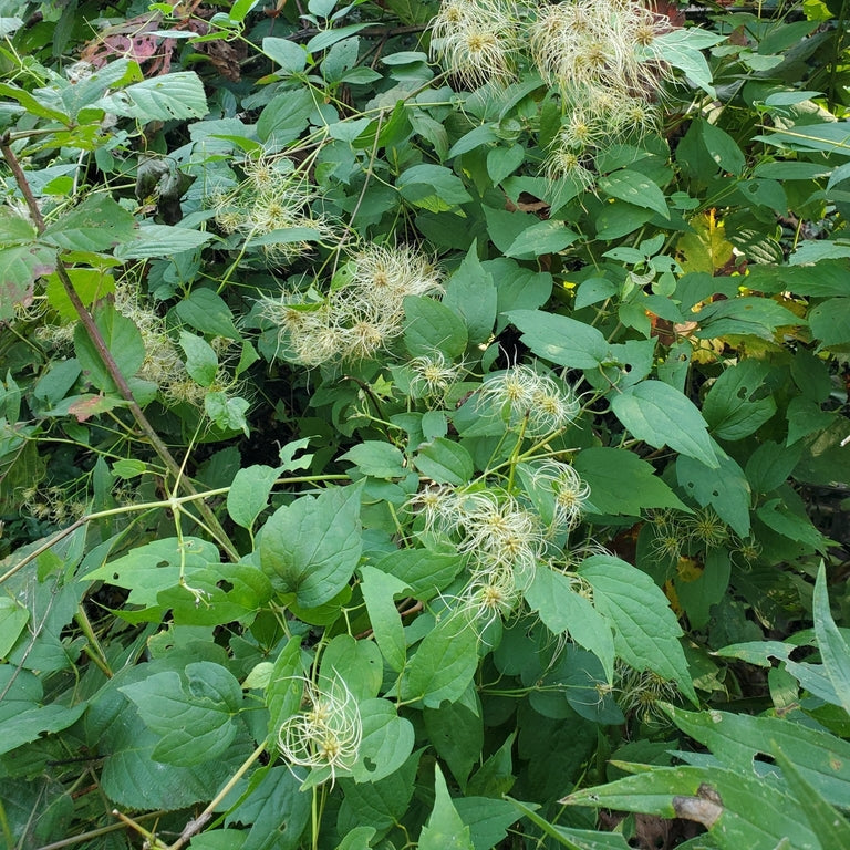 Virgin's Bower