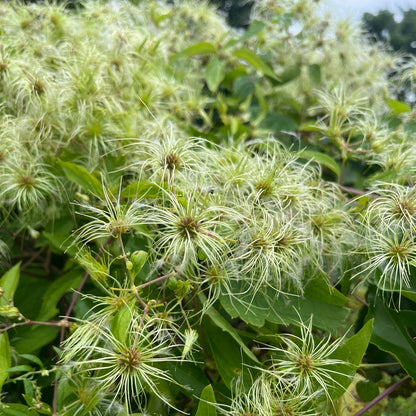 Virgin's Bower