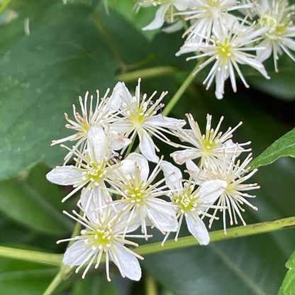 Virgin's Bower