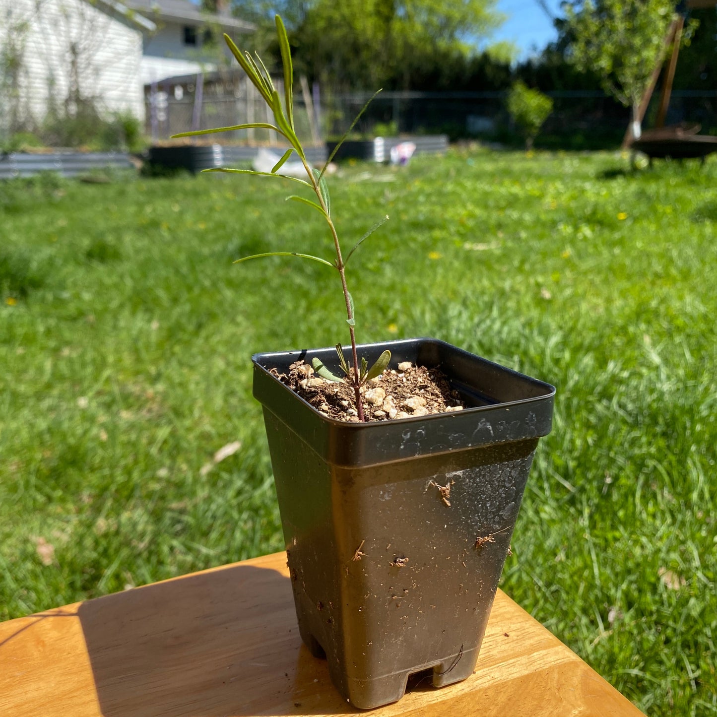 Whorled Milkweed