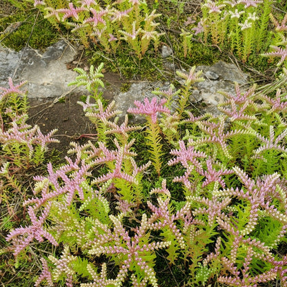 Pink flowering plant with green leaves on a rocky ground
